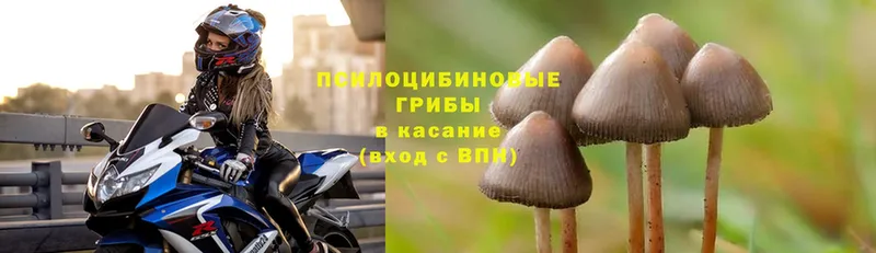 Галлюциногенные грибы Cubensis  Красавино 